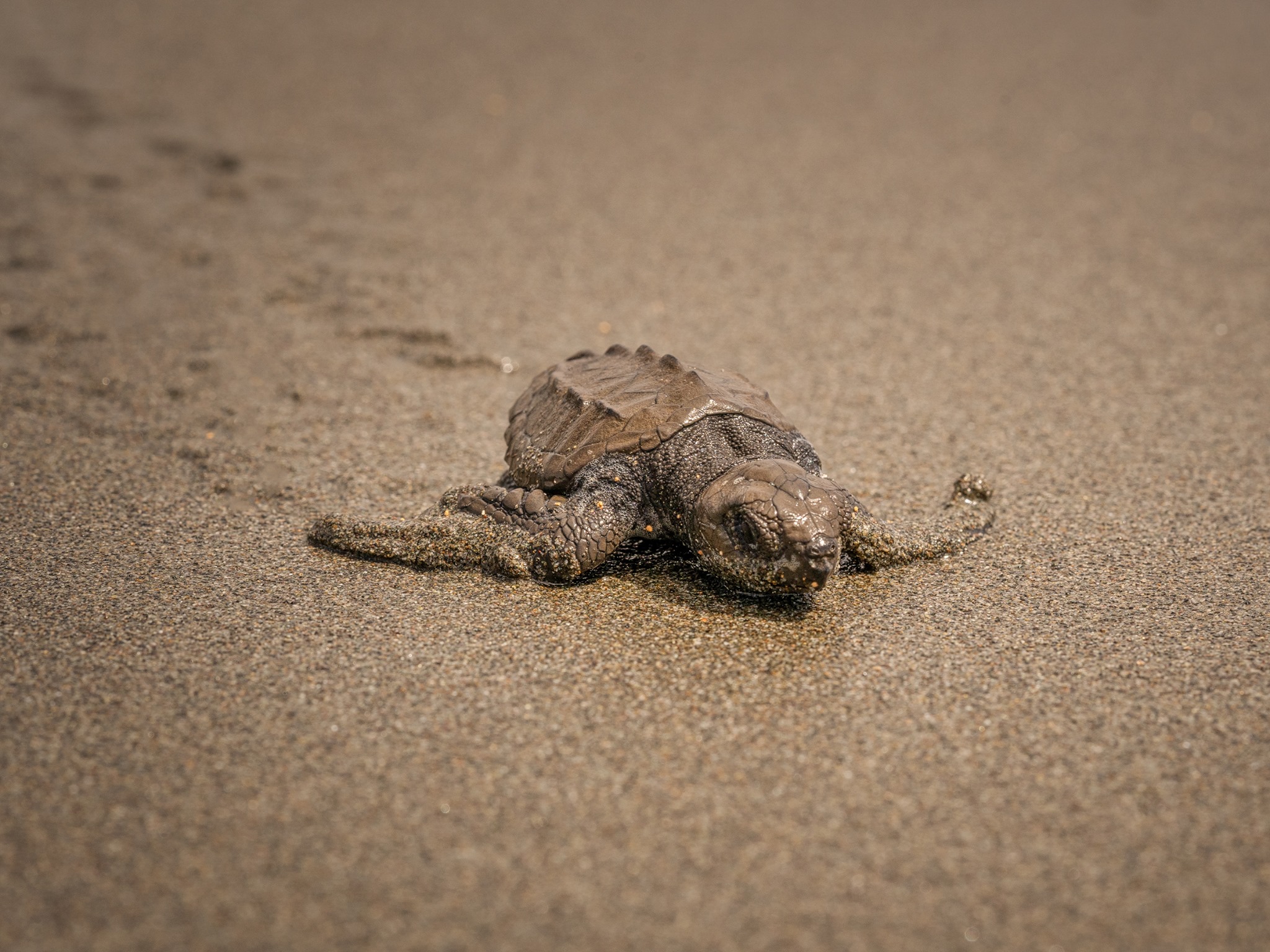 Reserva Playa Tortuga