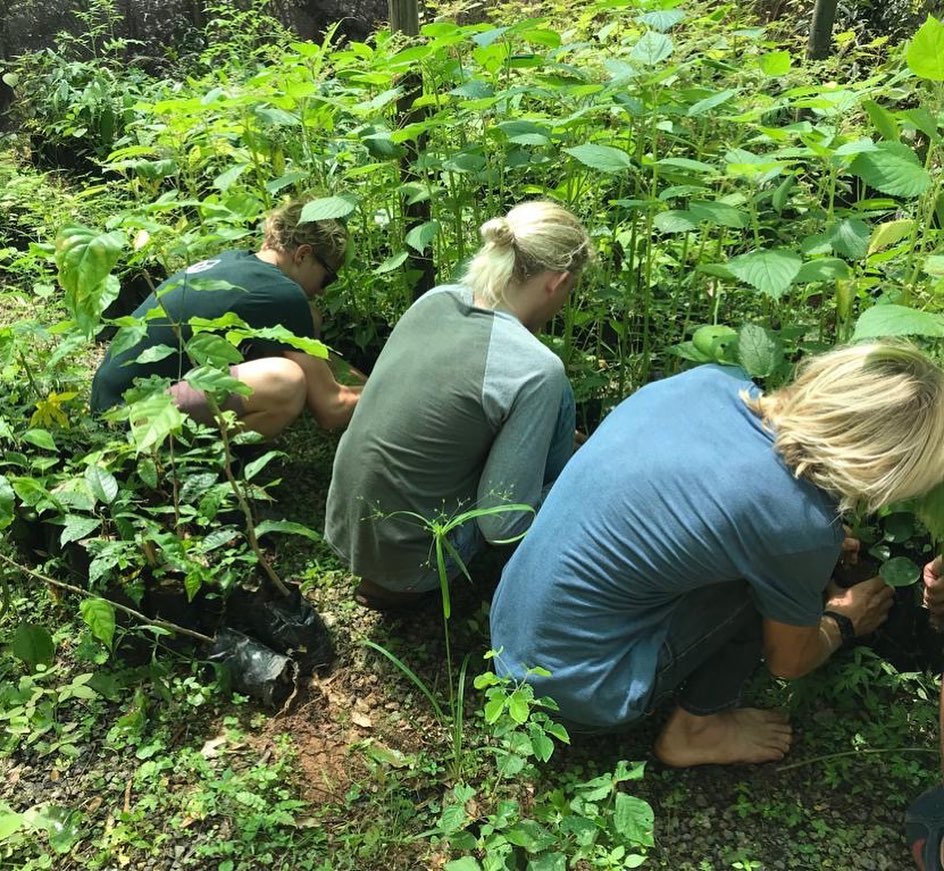 Reforestation and Medical Plant Tour