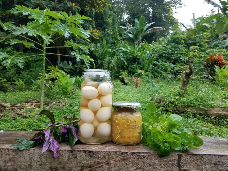 Practical Homesteading Intensive