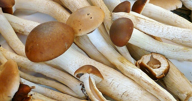 mushrooms_640-1.jpg